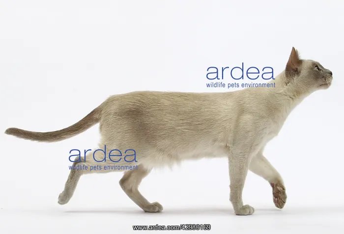 : Cat - Tonkinese