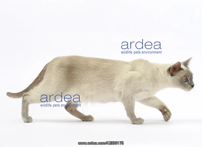  : Cat - Tonkinese
