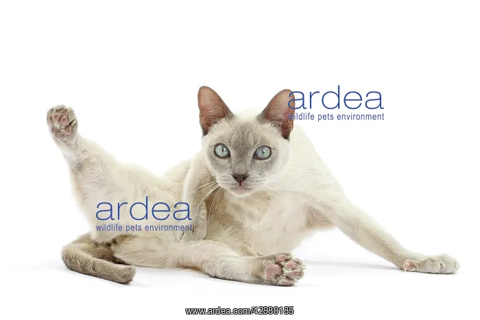  : Cat - Tonkinese