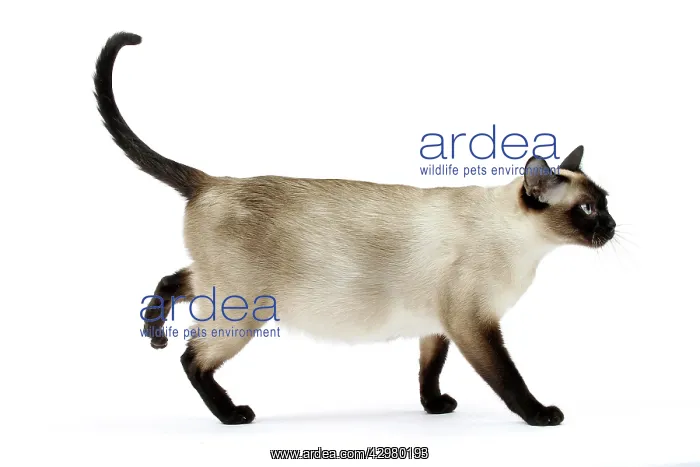  : Cat - Tonkinese