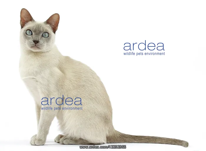  : Cat - Tonkinese