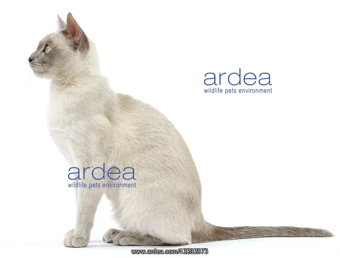 : Cat - Tonkinese : Cat - Tonkinese