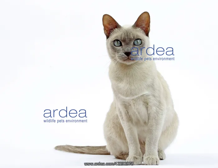 : Cat - Tonkinese : Cat - Tonkinese