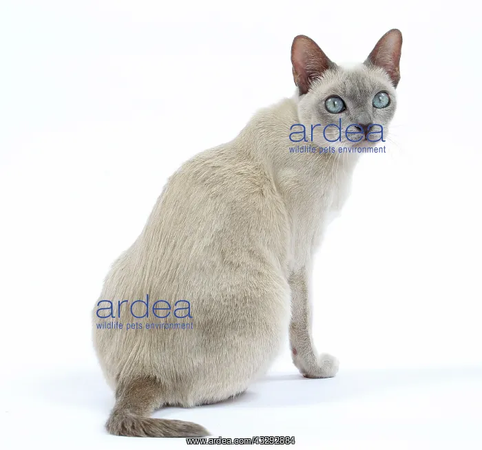 : Cat - Tonkinese : Cat - Tonkinese