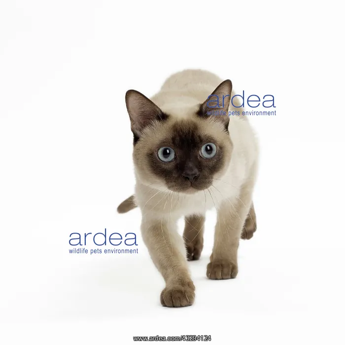 : Cat - Tonkinese : Cat - Tonkinese