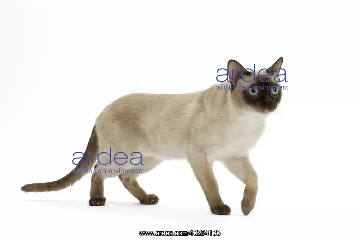 : Cat - Tonkinese : Cat - Tonkinese