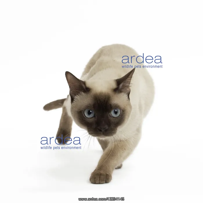 : Cat - Tonkinese : Cat - Tonkinese