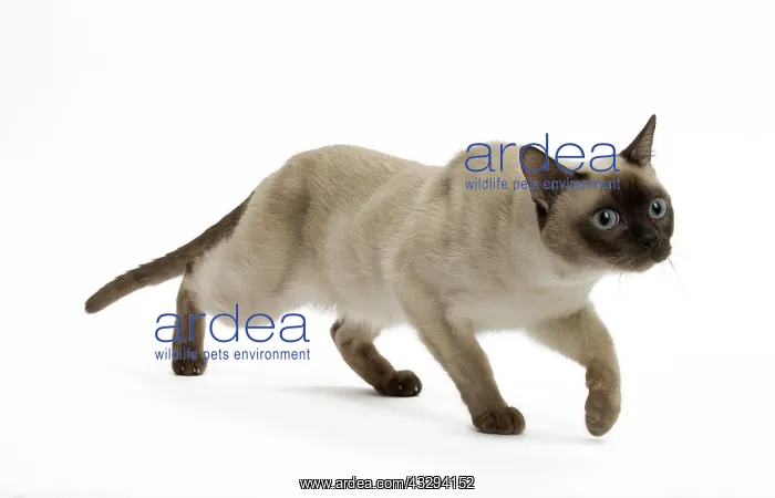 : Cat - Tonkinese : Cat - Tonkinese
