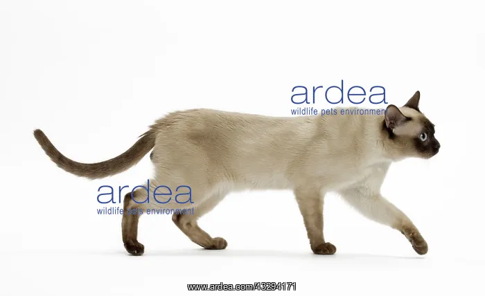 : Cat - Tonkinese : Cat - Tonkinese