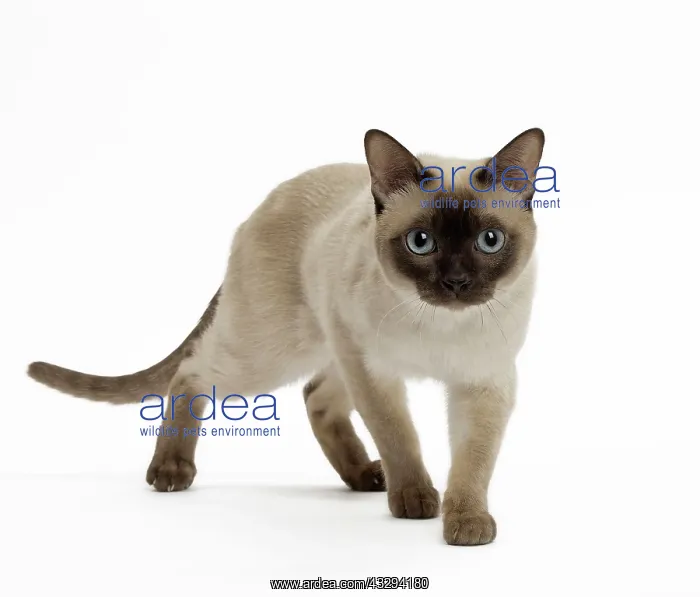 : Cat - Tonkinese : Cat - Tonkinese