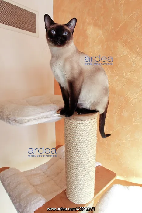  : Cat - Tonkinese - on cat tree