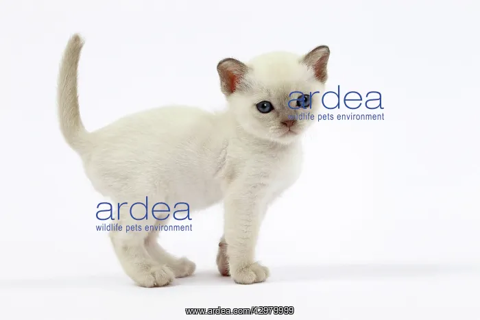  : Cat - Tonkinese kitten