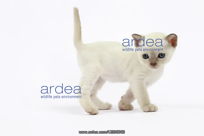  : Cat - Tonkinese kitten