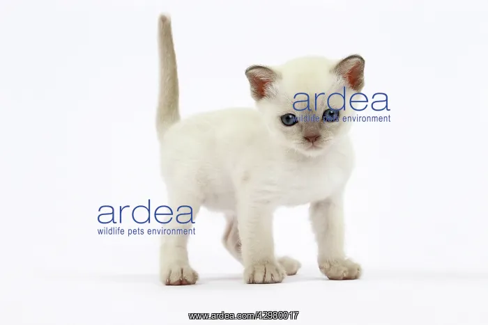  : Cat - Tonkinese kitten