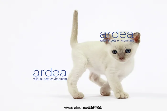  : Cat - Tonkinese kitten