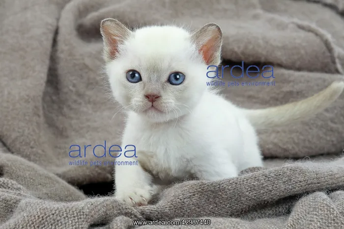  : Cat - Tonkinese kitten in blanket