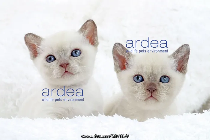  : Cat - Tonkinese kittens