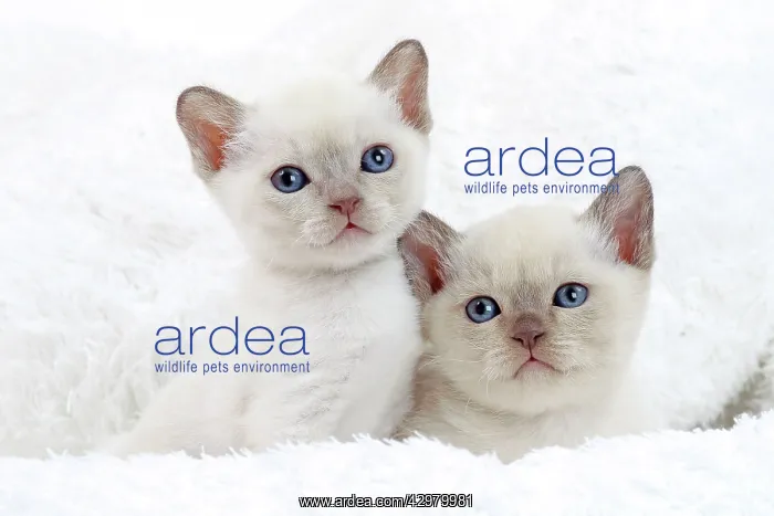  : Cat - Tonkinese kittens