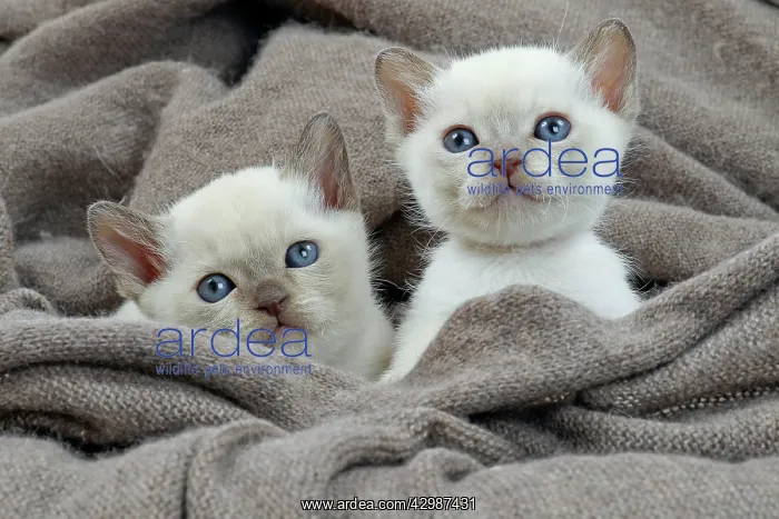  : Cat - Tonkinese kittens in blanket