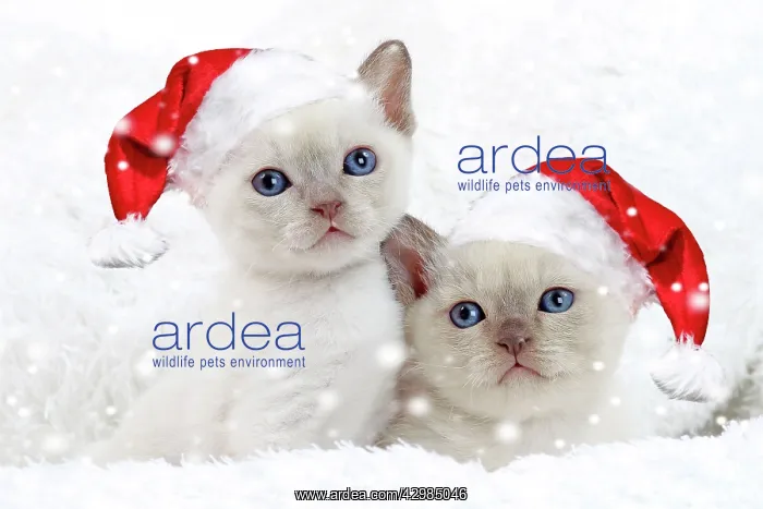 : Cat - Tonkinese kittens wearing Christmas hats in snow : Cat - Tonkinese kittens wearing Christmas hats in snow