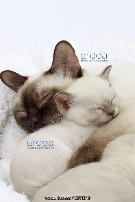 : Cat - Tonkinese - mother & kitten : Cat - Tonkinese - mother & kitten