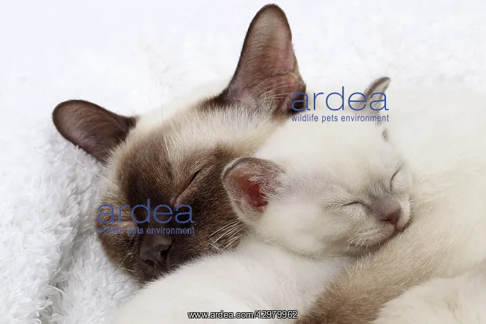  : Cat - Tonkinese - mother & kitten