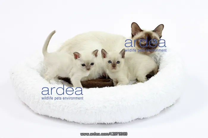 : Cat - Tonkinese - mother & kittens : Cat - Tonkinese - mother & kittens
