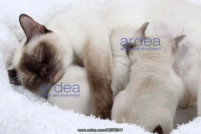 : Cat - Tonkinese - mother & kittens feeding : Cat - Tonkinese - mother & kittens feeding