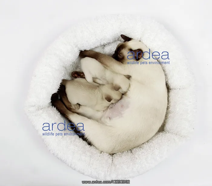  : Cat - Tonkinese - mother & kittens feeding