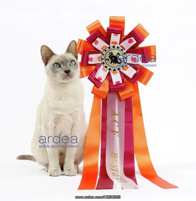 : Cat - Tonkinese - with rosette : Cat - Tonkinese - with rosette