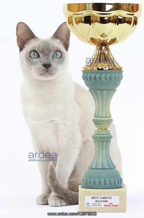  : Cat - Tonkinese - with trophy