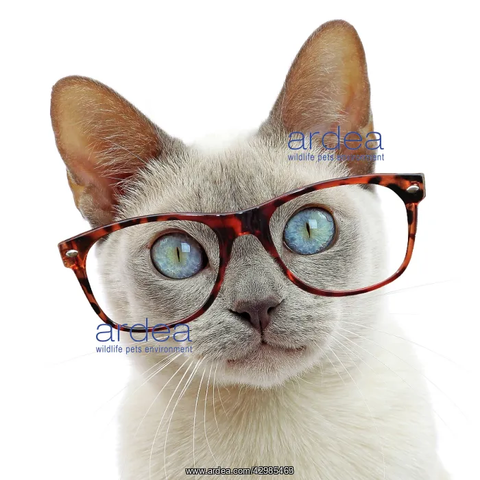 : Cat - Tonkinese wearing glasses : Cat - Tonkinese wearing glasses