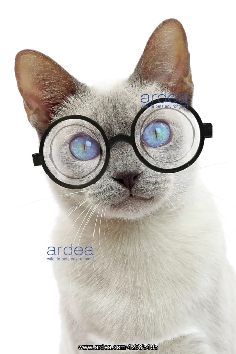 : Cat - Tonkinese wearing glasses : Cat - Tonkinese wearing glasses