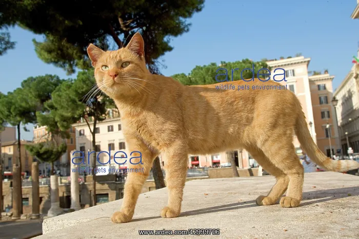 : Cat Torre Argentina : Cat Torre Argentina