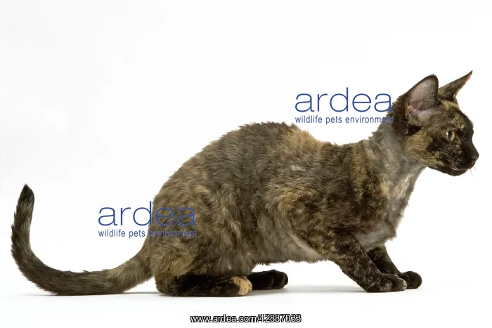 : Cat - Tortie Devon Rex, Lying, side view : Cat - Tortie Devon Rex, Lying, side view