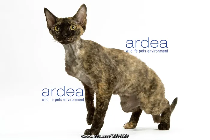  : Cat - tortie Devon Rex in studio