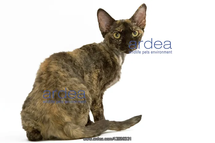  : Cat - tortie Devon Rex in studio