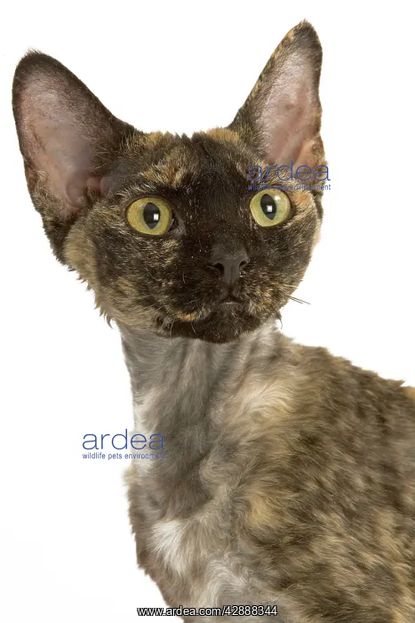  : Cat - tortie Devon Rex in studio
