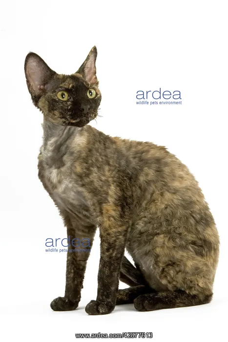 : Cat - Tortie-Tabby Devon Rex - Sitting down : Cat - Tortie-Tabby Devon Rex - Sitting down