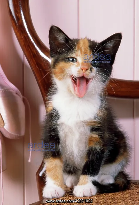 : Cat - Tortoiseshell kitten with ballet shoes on chair : Cat - Tortoiseshell kitten with ballet shoes on chair