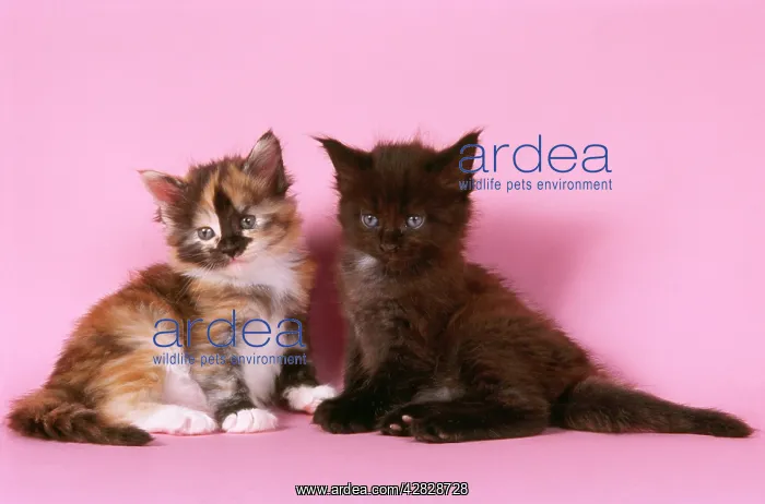 : CAT - Tortoiseshell Maine Coon and Black Maine Coon kittens : CAT - Tortoiseshell Maine Coon and Black Maine Coon kittens