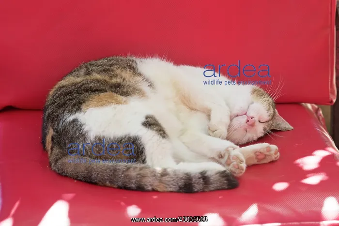 : CAT. Tortoiseshell & White cat laying in the : CAT. Tortoiseshell & White cat laying in the