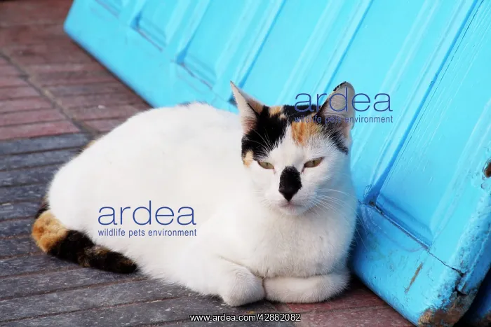 : Cat - tortoiseshell & white lying by door : Cat - tortoiseshell & white lying by door