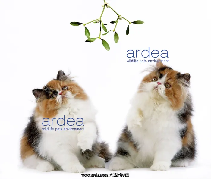 : Cat - Tortoiseshell and White Persian kittens under : Cat - Tortoiseshell and White Persian kittens under