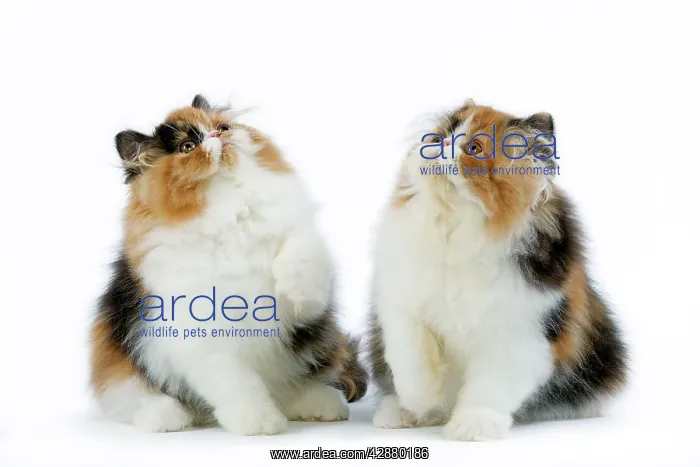 : Cat - Tortoiseshell and White Persian kittens : Cat - Tortoiseshell and White Persian kittens