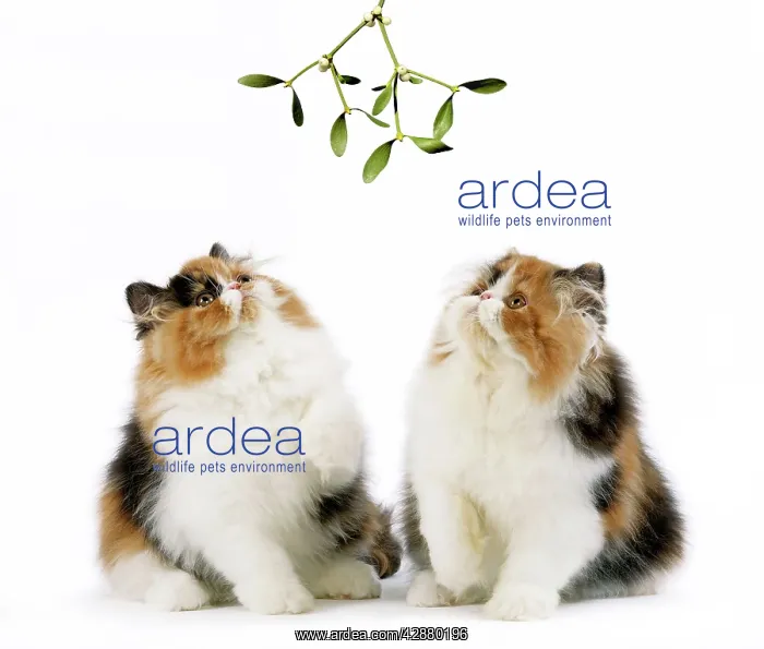 : Cat - Tortoiseshell and White Persian kittens under : Cat - Tortoiseshell and White Persian kittens under