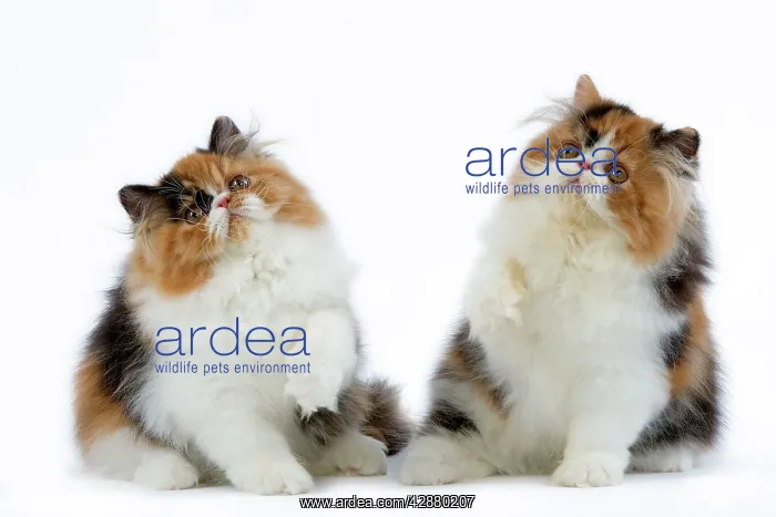 : Cat - Tortoiseshell and White Persian kittens : Cat - Tortoiseshell and White Persian kittens