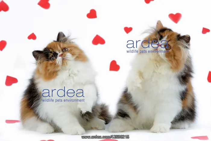 : Cat - Tortoiseshell and White Persian kittens with : Cat - Tortoiseshell and White Persian kittens with