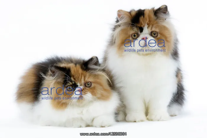 : Cat - Tortoiseshell and White Persian kittens : Cat - Tortoiseshell and White Persian kittens