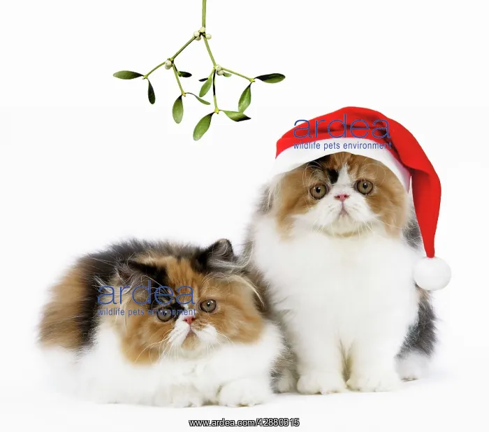 : Cat - Tortoiseshell and White Persian kittens under : Cat - Tortoiseshell and White Persian kittens under